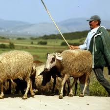 Αντιδρούν οι κτηνοτρόφοι του Έβρου για τα εξώδικα της πρώην ΑΤΕ