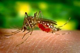 Στη μάχη για τα κουνούπια στην περιφέρεια ΑΜΘ