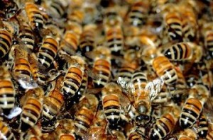Οι μελισσοκόμοι του Έβρου ζητούν την βοήθεια της αστυνομίας – τους έχουν ρημάξει οι κλέφτες