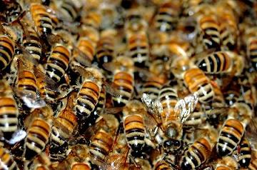 Αντικατάσταση κυψελών – Οικονομική στήριξη της νομαδικής μελισσοκομίας 2017