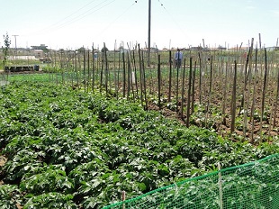 βιοαγρόκτημα λαχανόκηπος