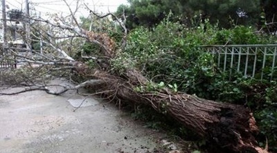 Το χάρο με τα μάτια του είδε οδηγός – Έπεσε δέντρο στο αυτοκίνητό του