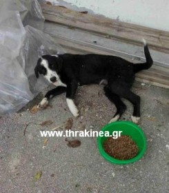 Πυροβόλησε τέσσερα σκυλιά και σκότωσε το ένα στο Δροσερό Ξάνθης 