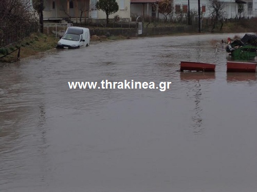Ελιά