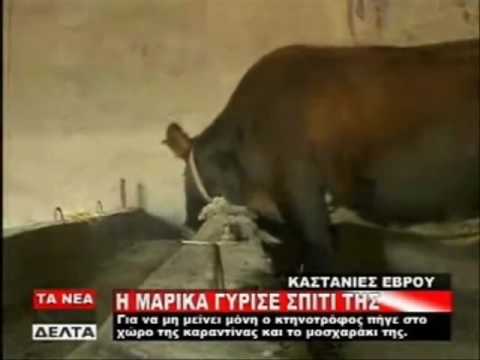 Βίντεο – Θυμάστε την αγελάδα τη Μαρίκα;