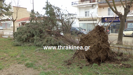 δέντρο άνεμος