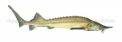 The Siberian sturgeon (Acipenser baerii) is a source for caviar and tasty flesh.