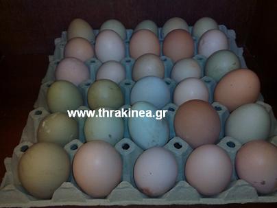 Οι κότες με τα πράσινα αβγά
