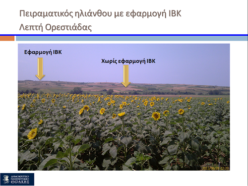 λιματολάσπη ηλίανθος