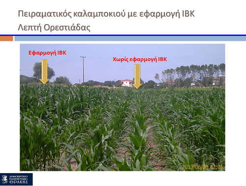 λιματολάσπη καλαμπόκι