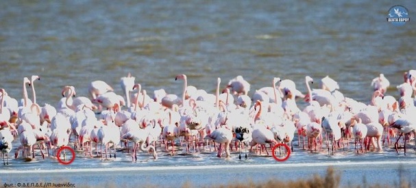 φοινικόπτερα