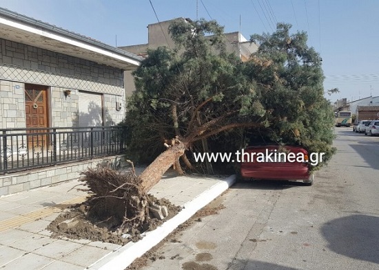 δέντρο πτώση