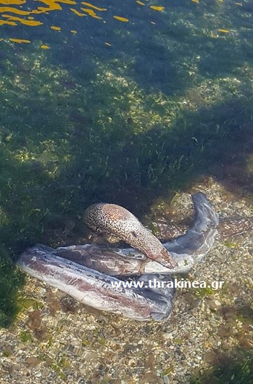Σμέρνα μουγκρί