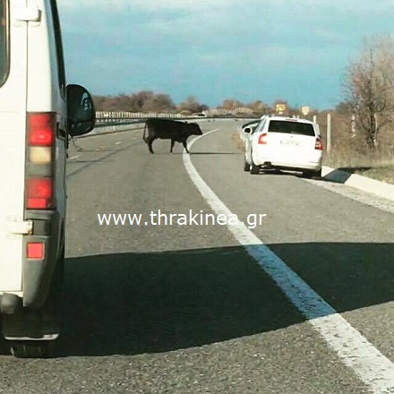 Μία αγελάδα στην Εγνατία οδό