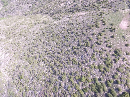 Αναδάσωση από τον ΤΑΡ στη Βόρεια Ελλάδα, με 400.000 δένδρα και θάμνους