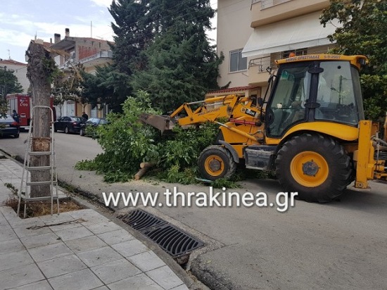 δέντρο jcb