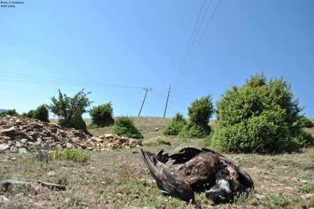 Νεκρός Μαυρόγυπας από ηλεκτροπληξία μετά από πρόσκρουση στα καλώδια του δικτύου ηλεκτρισμού