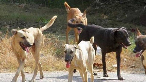 323 επιθέσεις σκύλων το 2018 στο δήμο Κομοτηνής
