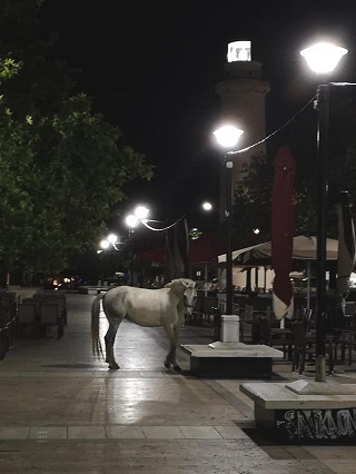 Ένα άλογο στο κέντρο της Αλεξανδρούπολης. . .