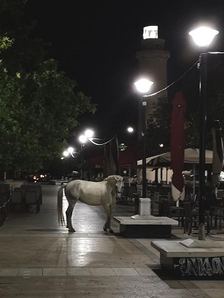 Ένα άλογο στο κέντρο της Αλεξανδρούπολης. . .