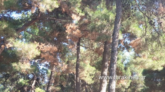 Έρχονται παρεμβάσεις στον πευκώνα Ορεστιάδας λόγω προσβεβλημένων από έντομα δέντρων
