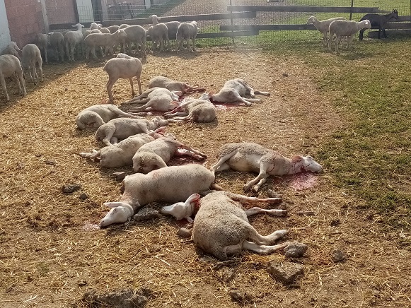 Καταστροφή σε κτηνοτροφική μονάδα λίγες μέρες πριν το Πάσχα