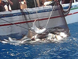 Τελειώνουν τα ψάρια από το Ανατολικό Αιγαίο