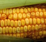 Γιορτή καλαμποκιού στα Ρίζια Ορεστιάδας Γιορτή καλαμποκιού στα Ρίζια Ορεστιάδας