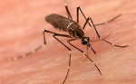 Έβρος: Πρόγραμμα καταπολέμησης κουνουπιών