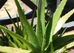 Αλόη Βέρα(Aloe vera L.), η Απαραίτητη για την Υγεία μας