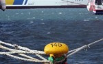 Απομακρύνονται δελφίνια και η βυθοκόρος από το λιμάνι Αλεξανδρούπολης