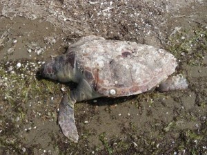 Ψόφιες θαλάσσιες χελώνες και δελφίνι στο Δέλτα του Έβρου
