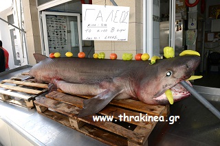 Διδυμότειχο: Βγήκαν τα ψάρια στη στεριά. . . Διδυμότειχο: Βγήκαν τα ψάρια στη στεριά. . .