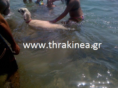 Αρνάκι άσπρο και παχύ και… κολυμβητής Αρνάκι άσπρο και παχύ και… κολυμβητής