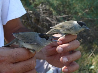 Μελετώντας τη φθινοπωρινή μετανάστευση των πουλιών στο Δέλτα του Έβρου