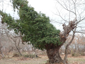 Κάνουν τα πλατάνια καυσόξυλα! (φωτογραφίες)