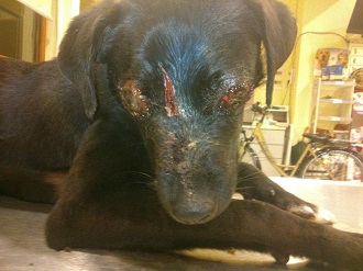 Επικηρύχτηκε ο βασανιστής του Ίωνα