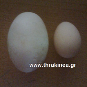 Αβγό γίγας στον Έβρο Αβγό γίγας στον Έβρο