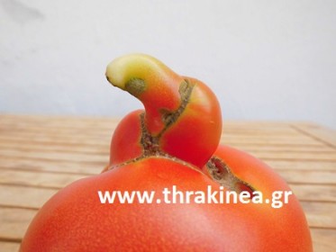 Η τομάτα παπαγάλος! Η τομάτα παπαγάλος!