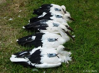 Το ταξίδι των πελαργών του Δέλτα ξεκίνησε Το ταξίδι των πελαργών του Δέλτα ξεκίνησε