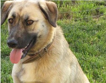 Ας βοηθήσουμε να βρεθεί η Μπουμπού που χάθηκε στην Παλαγία Ας βοηθήσουμε να βρεθεί η Μπουμπού που χάθηκε στην Παλαγία