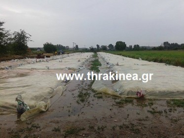 Την καταστροφή των σκόρδων της Βύσσας από πλημμύρες έθεσαν στη βουλή βουλευτές του ΚΚΕ Την καταστροφή των σκόρδων της Βύσσας από πλημμύρες έθεσαν στη βουλή βουλευτές του ΚΚΕ
