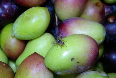 Έξαρση του δάκου σε Μεσημβρία και Δίκελλα Έξαρση του δάκου σε Μεσημβρία και Δίκελλα