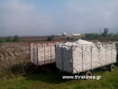 Βαμακοκαλλιέργεια: Σε φυσιολογικά επίπεδο το πράσινο και ρόδινο σκουλήκι στον Έβρο