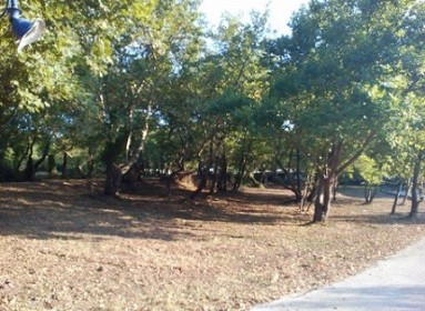 Κινδυνεύουν με αφανισμό τα πλατάνια – Έναρξη της εθνικής εκστρατείας για το μεταχρωματικό έλκος του πλατάνου, εξήγγειλε ο Υφ. ΠΕΝ Γ. Δημαράς Κινδυνεύουν με αφανισμό τα πλατάνια – Έναρξη της εθνικής εκστρατείας για το μεταχρωματικό έλκος του πλατάνου, εξήγγειλε ο Υφ. ΠΕΝ Γ. Δημαράς