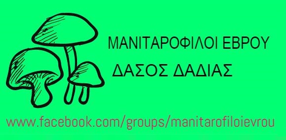 Η ώρα για τη γιορτή μανιταριού στα δάσος της Δαδιάς πλησιάζει