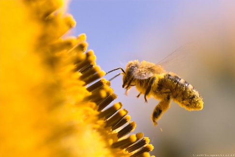 Το Σαββατοκύριακο η γιορτή μελισσοκόμων και οικοτεχνών στην Ορεστιάδα