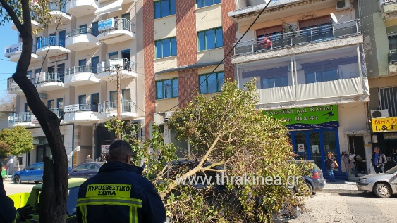 Ορεστιάδα: Αποζημίωση για οδηγό που ενώ οδηγούσε έπεσε δέντρο πάνω στο αυτοκίνητό της