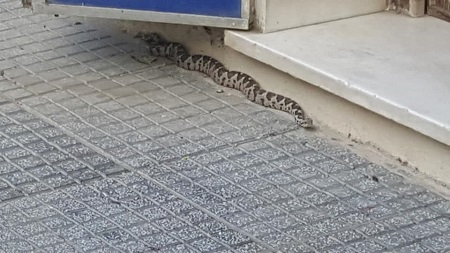 Το είδαμε κι αυτό – Ένα φίδι στο κέντρο της πόλης