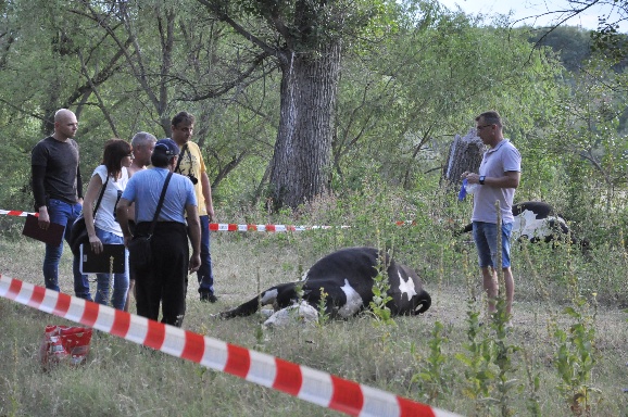 Αγελάδες  ψόφησαν λίγα λεπτά αφού ήπιαν νερό από τον Έβρο